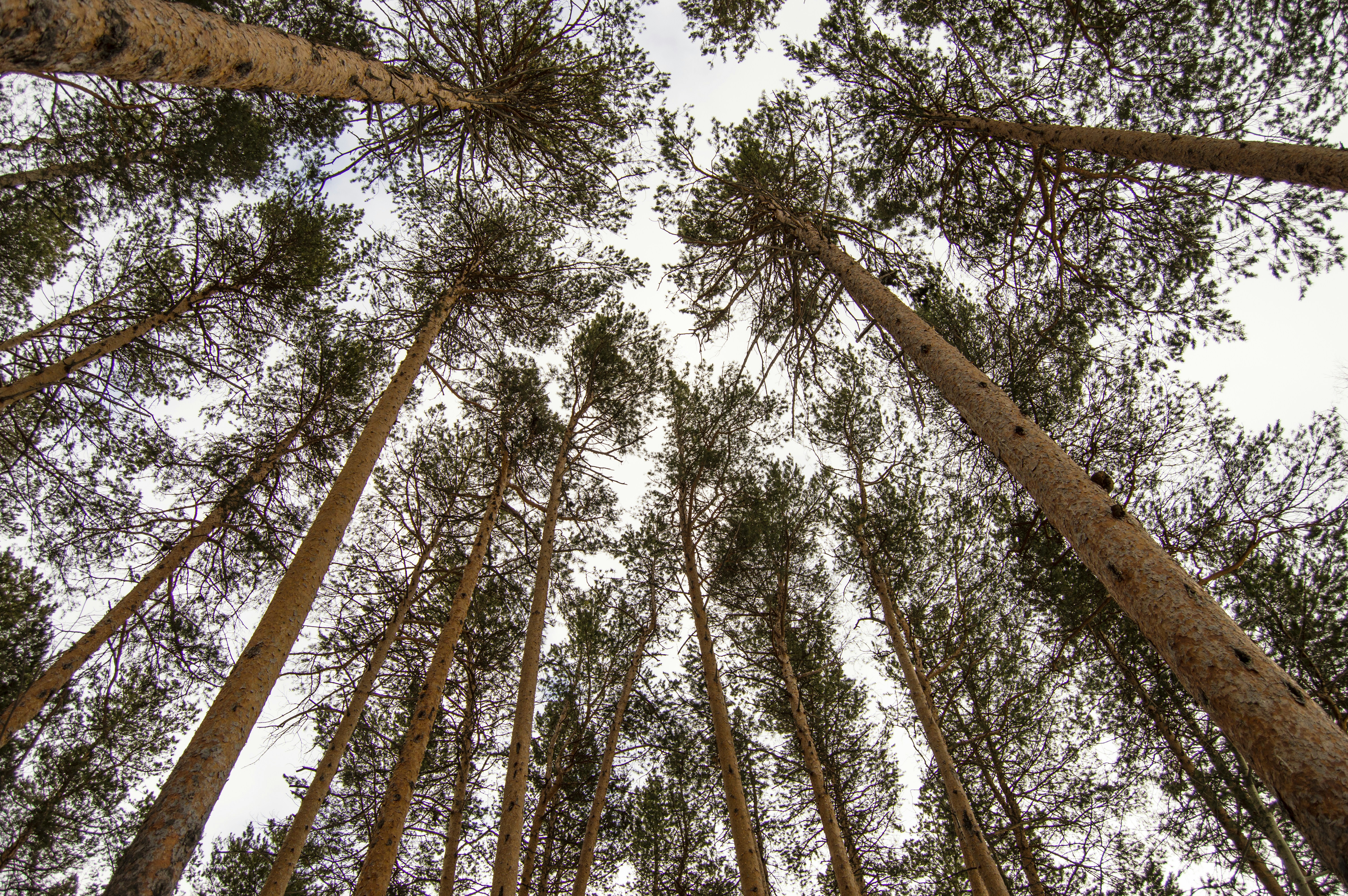 Photo by frosted_vulpes_ferrilata