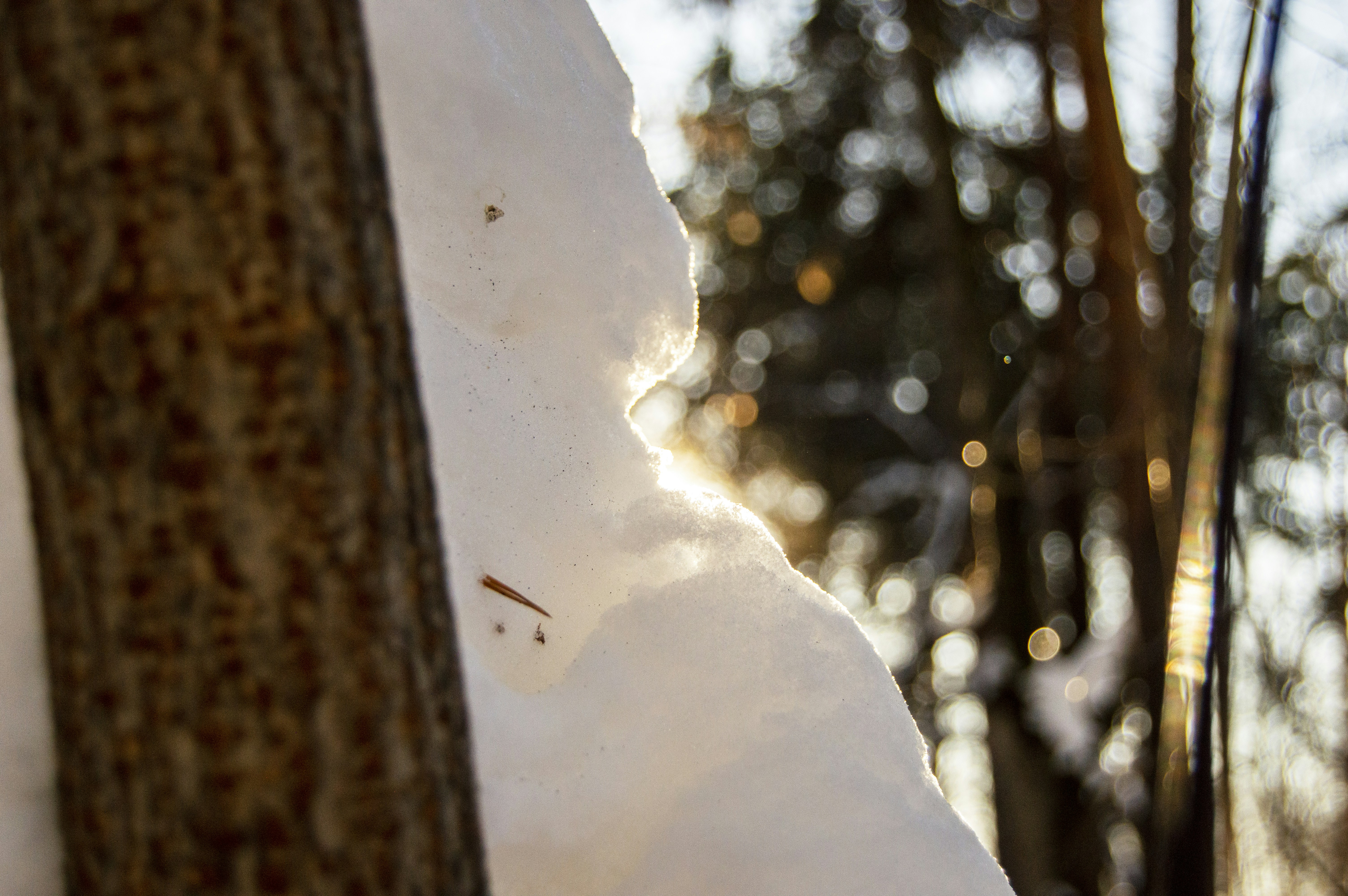 Photo by frosted_vulpes_ferrilata