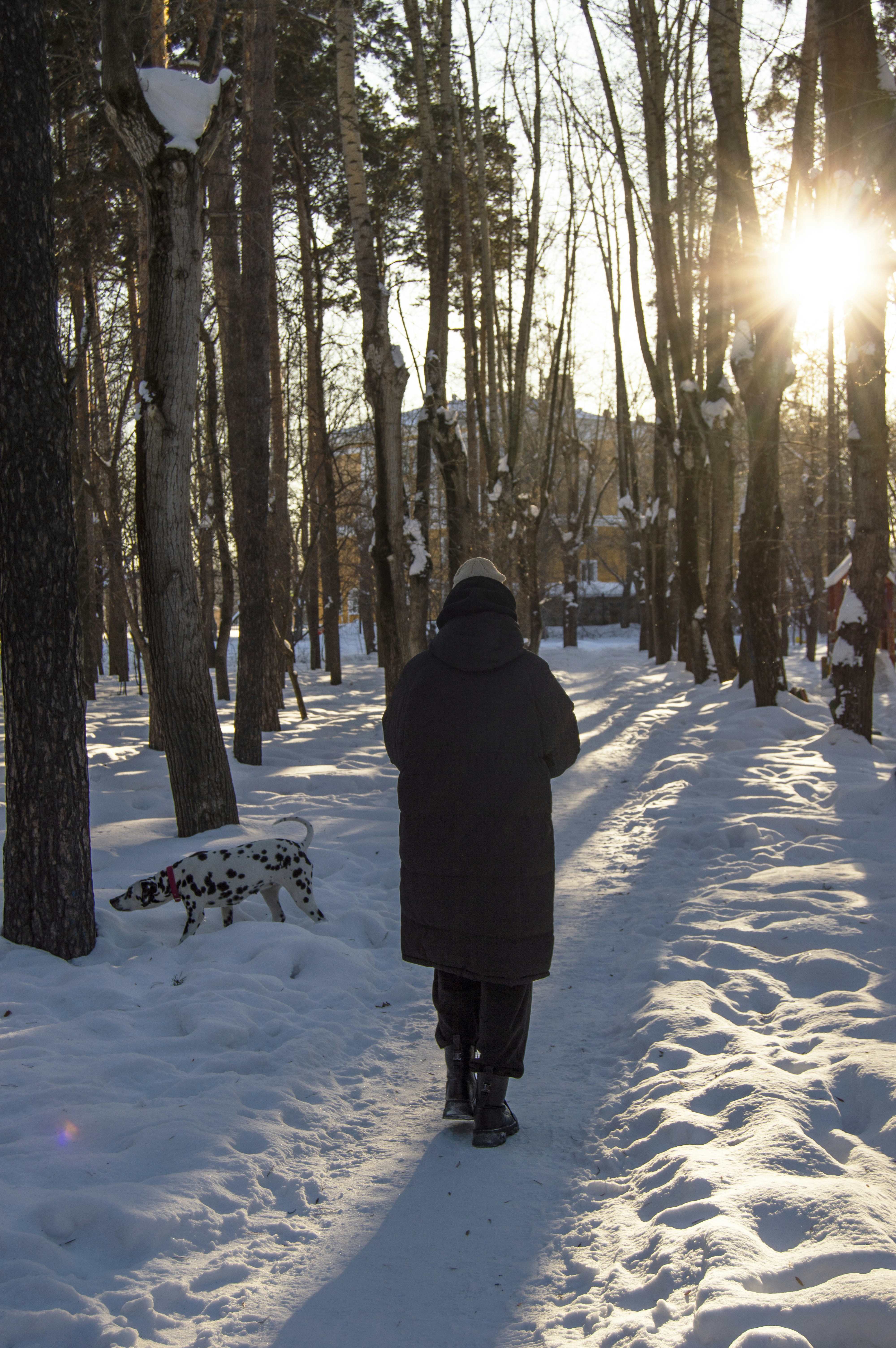 Photo by frosted_vulpes_ferrilata