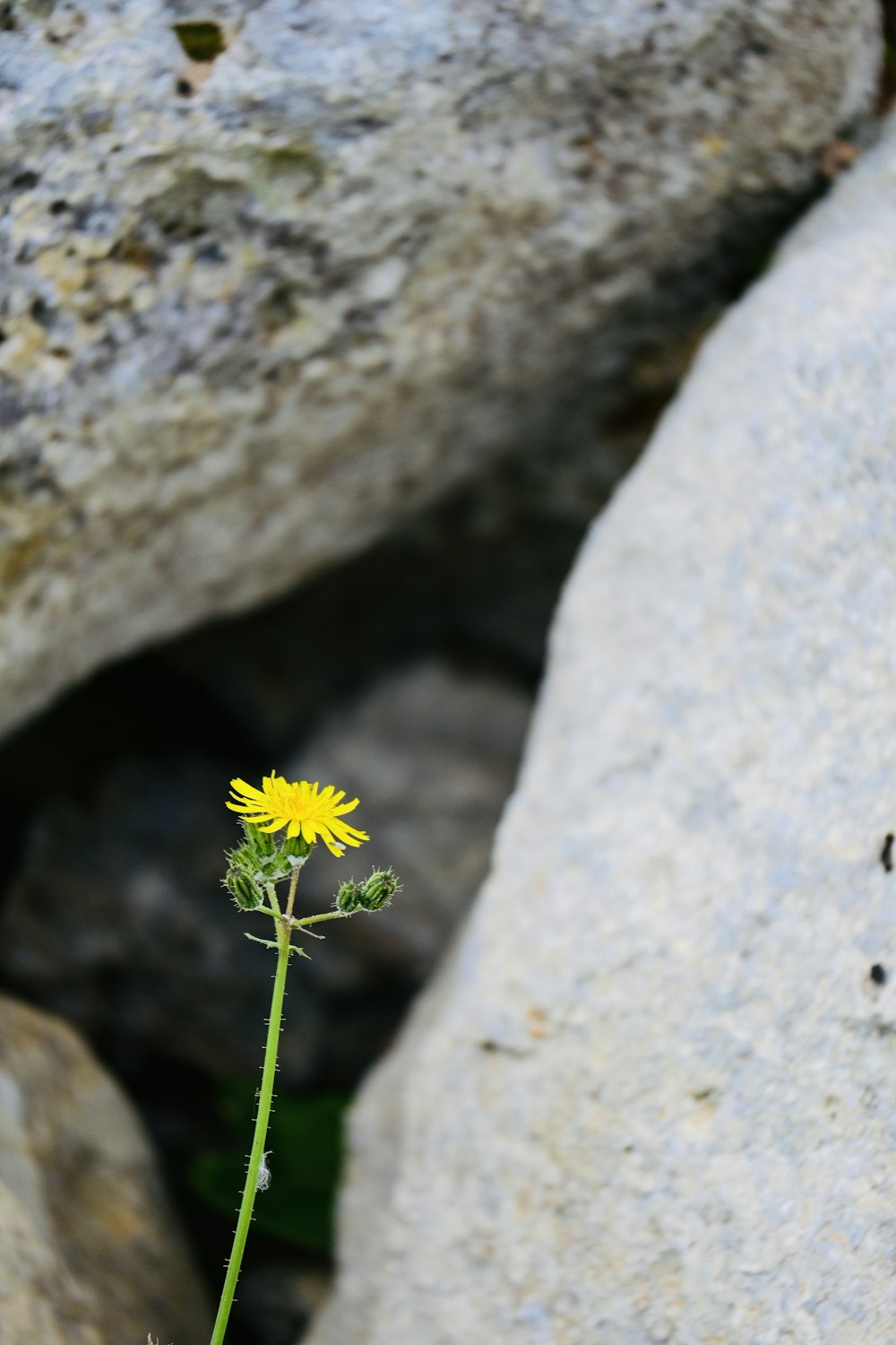 a single yellow flower sitting on top of a rock