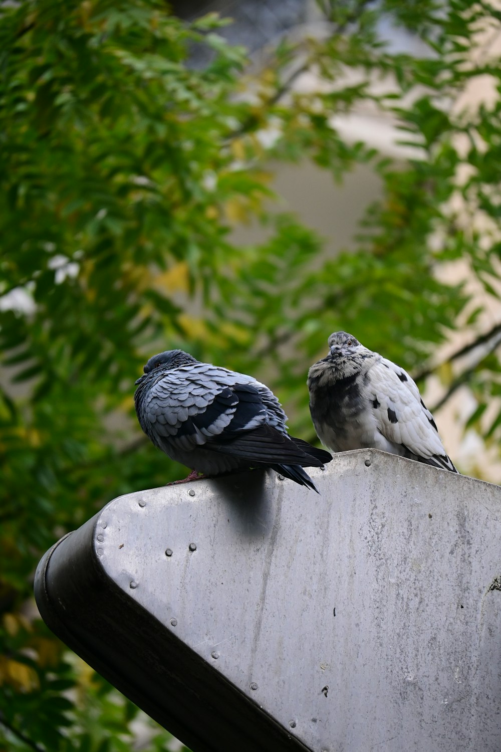 two birds sitting on top of a metal pole