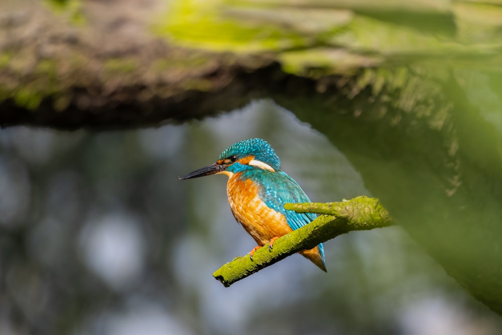 um pássaro colorido sentado em um galho de uma árvore