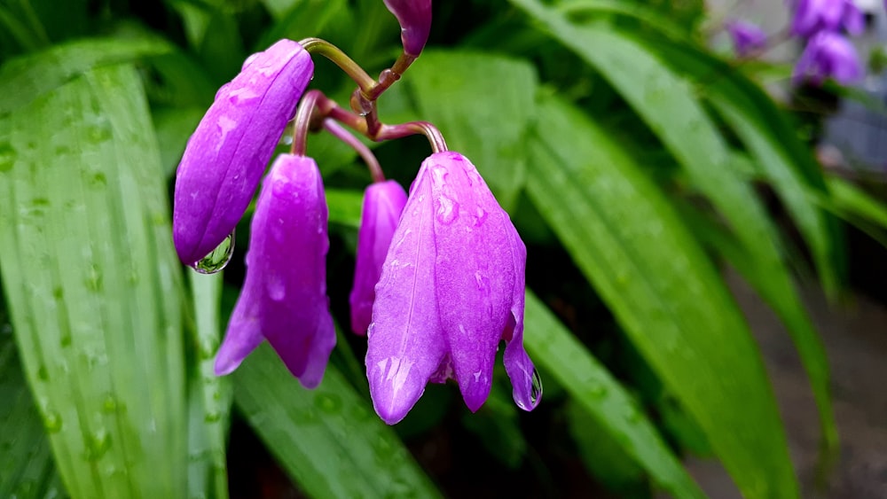 a purple flower with water droplets on it