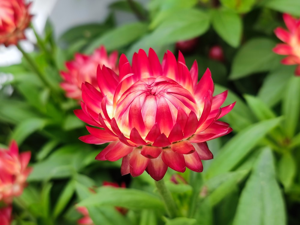 a close up of a red flower with green leaves