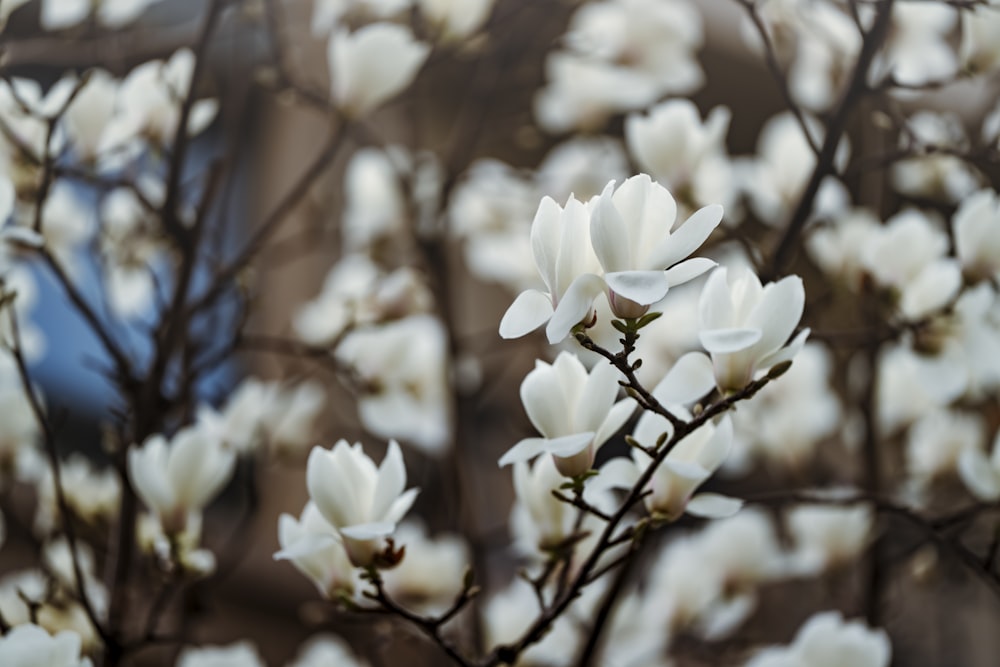 a bunch of white flowers that are on a tree