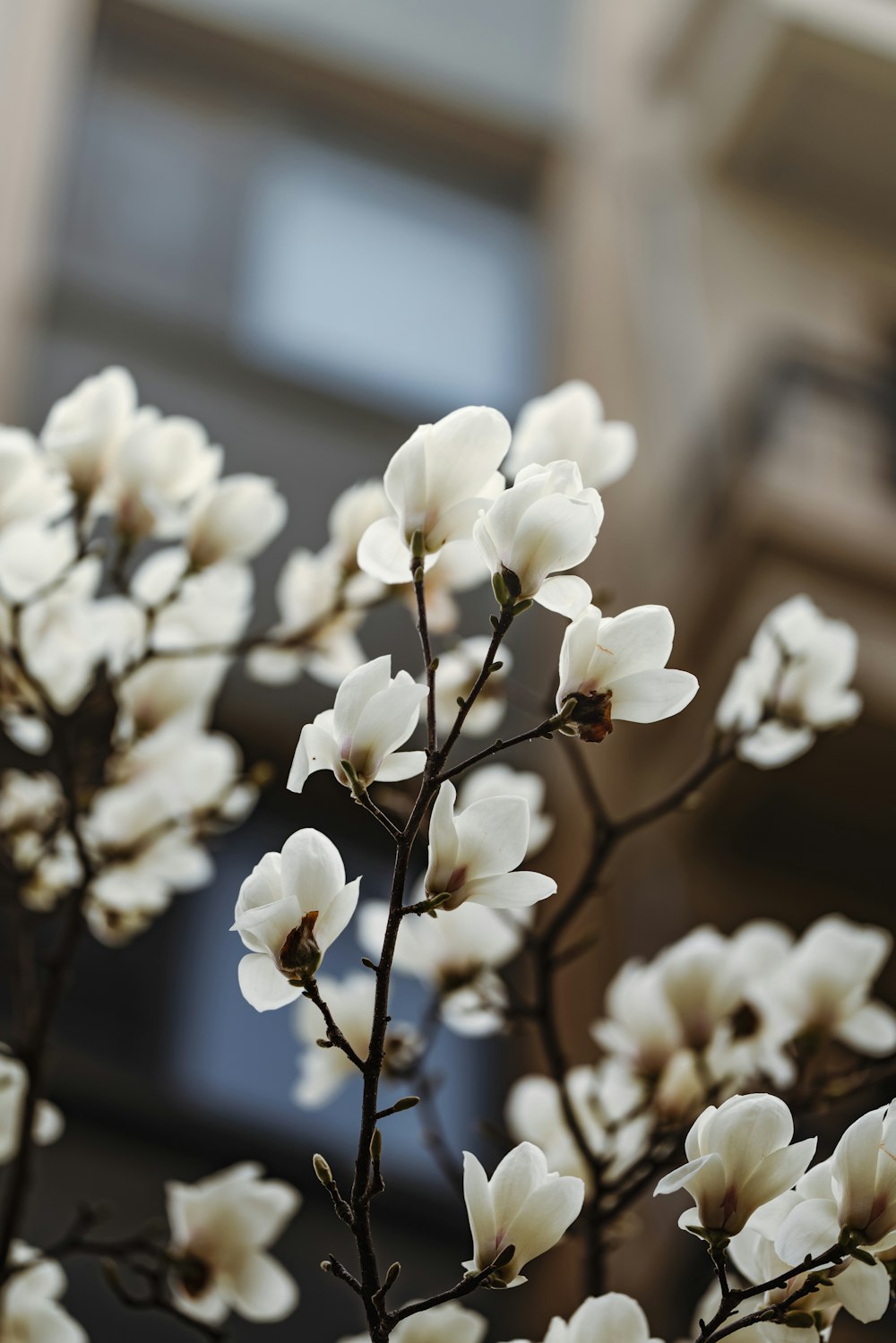 un primer plano de una flor blanca con un edificio en el fondo