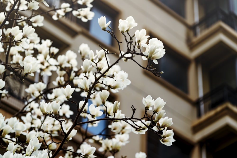 a tree with white flowers in front of a building