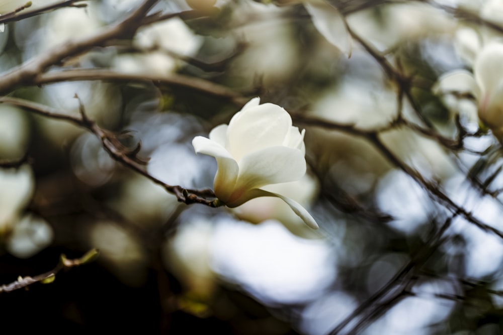 une fleur blanche s’épanouit sur une branche d’arbre