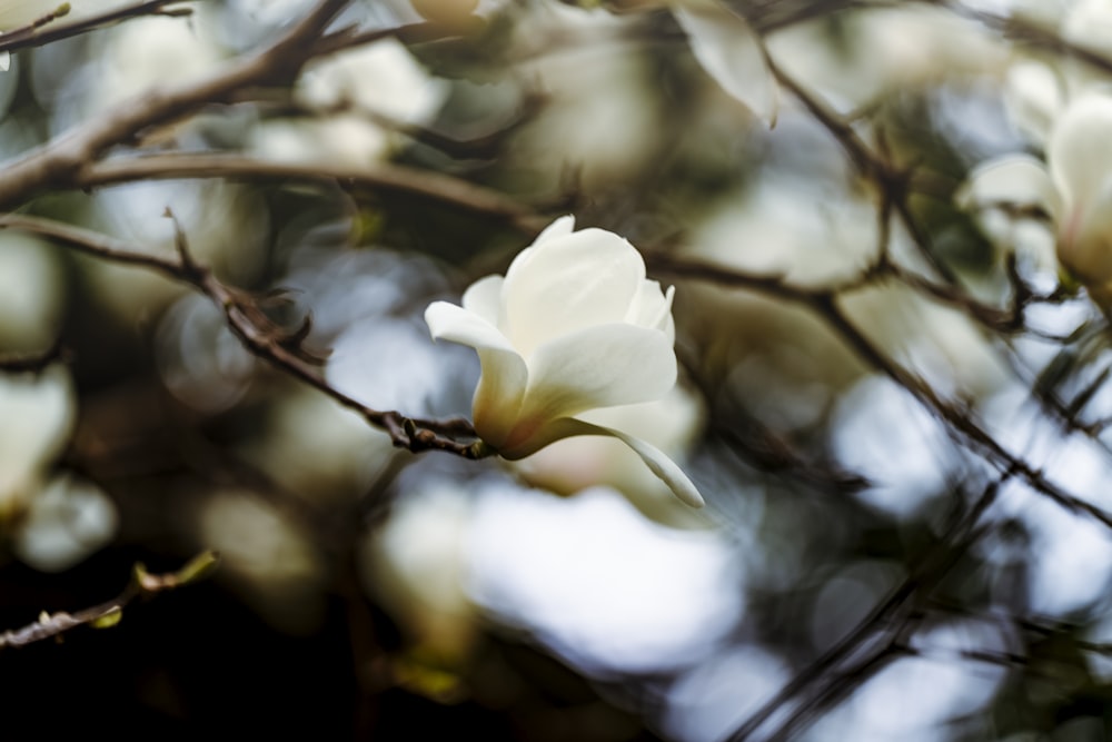 a white flower is blooming on a tree branch