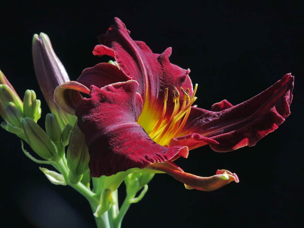 a close up of a flower with a black background