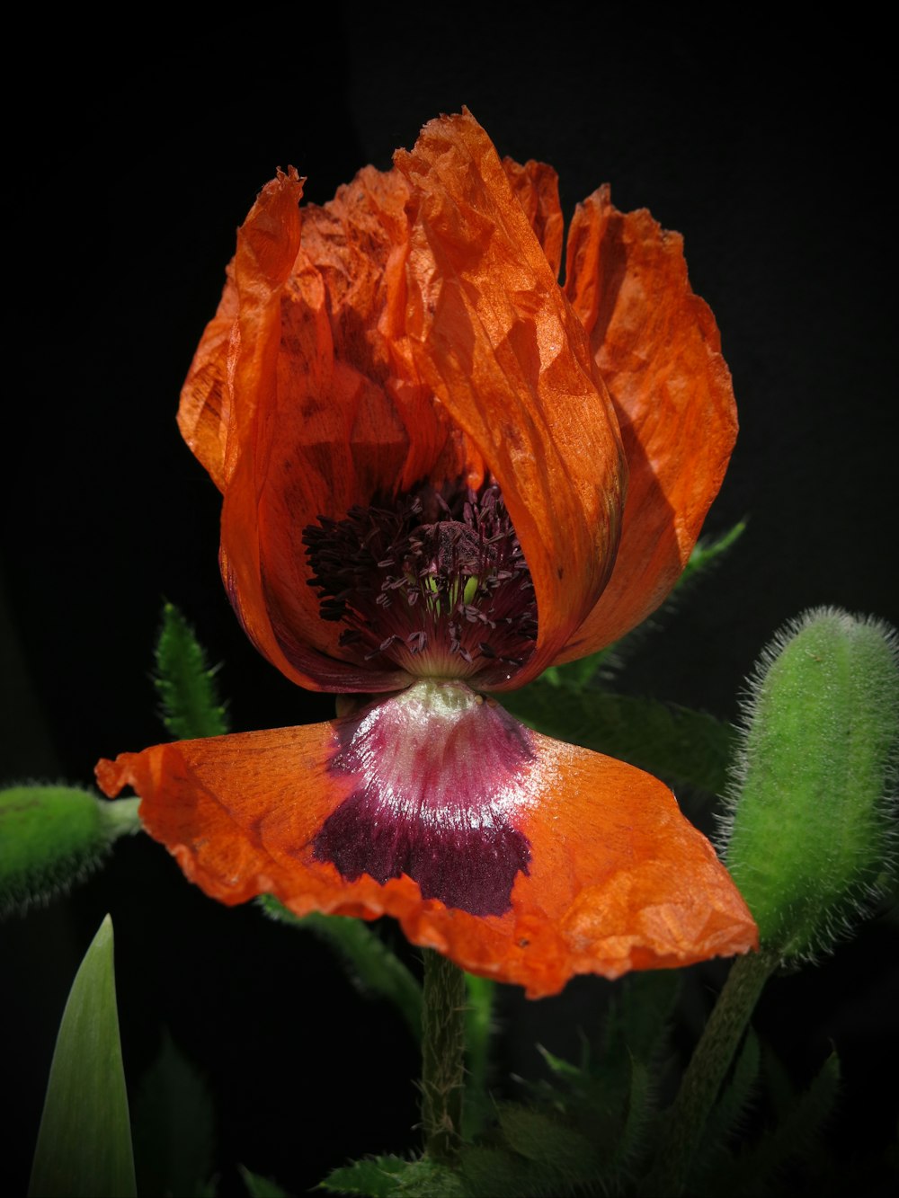 a close up of a flower with a black background