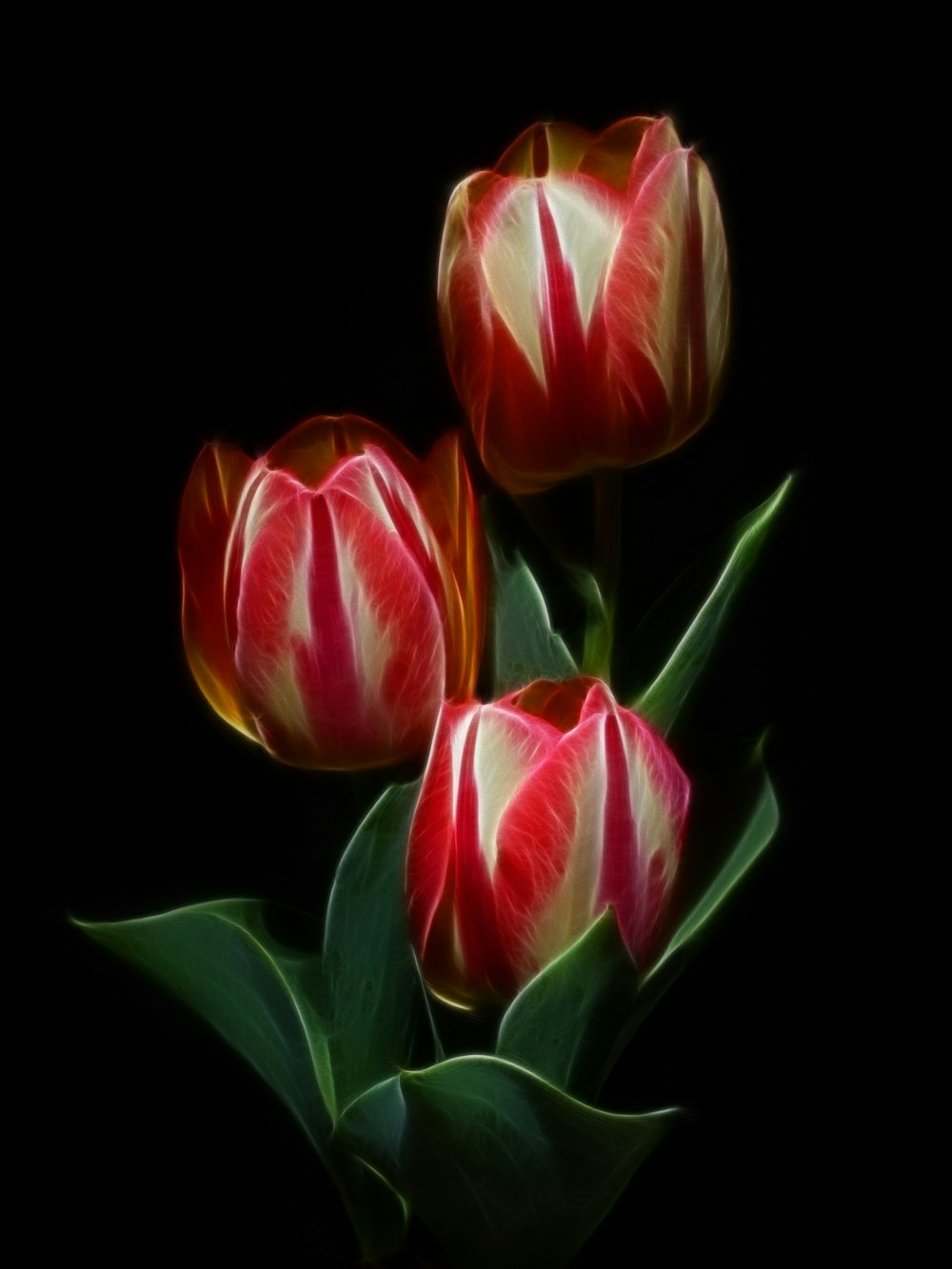 three red and white tulips on a black background
