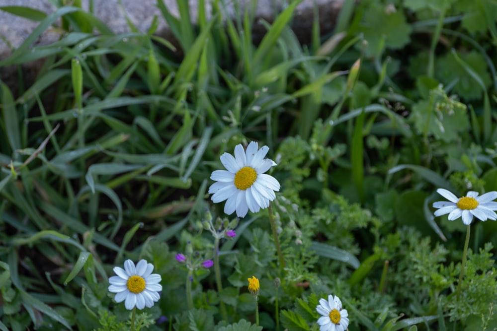 a group of daisies in a field of grass