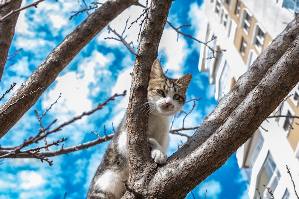 a cat sitting in a tree looking at the camera