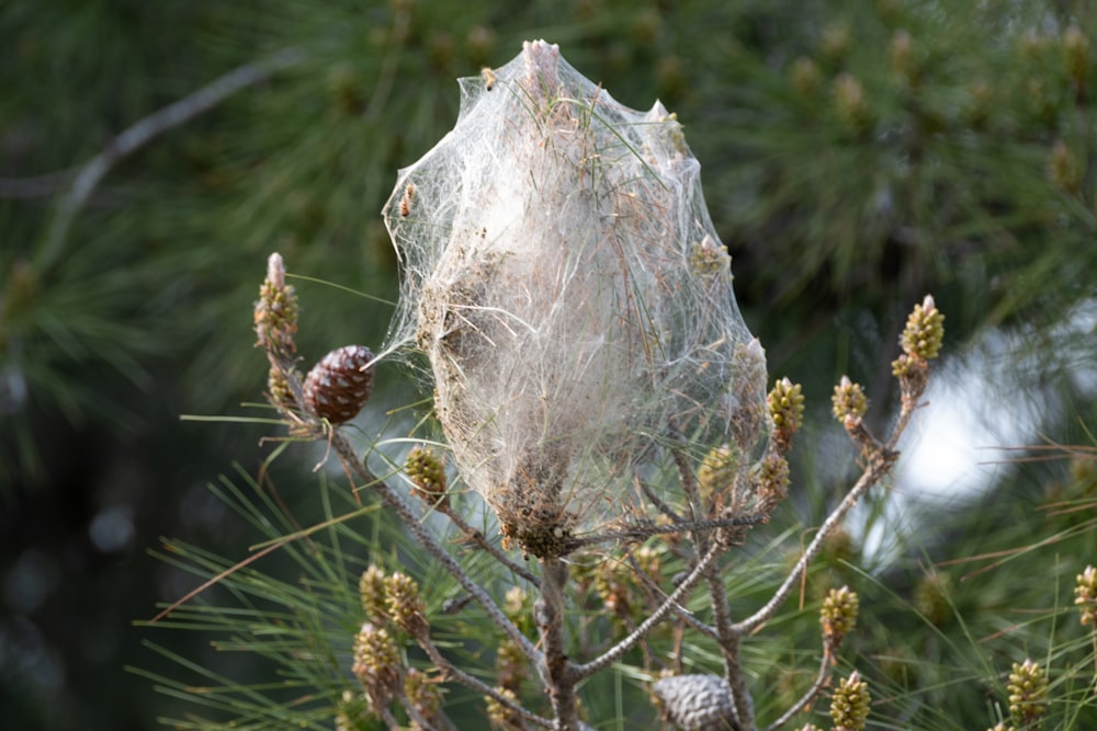 a spider web hanging from a pine tree