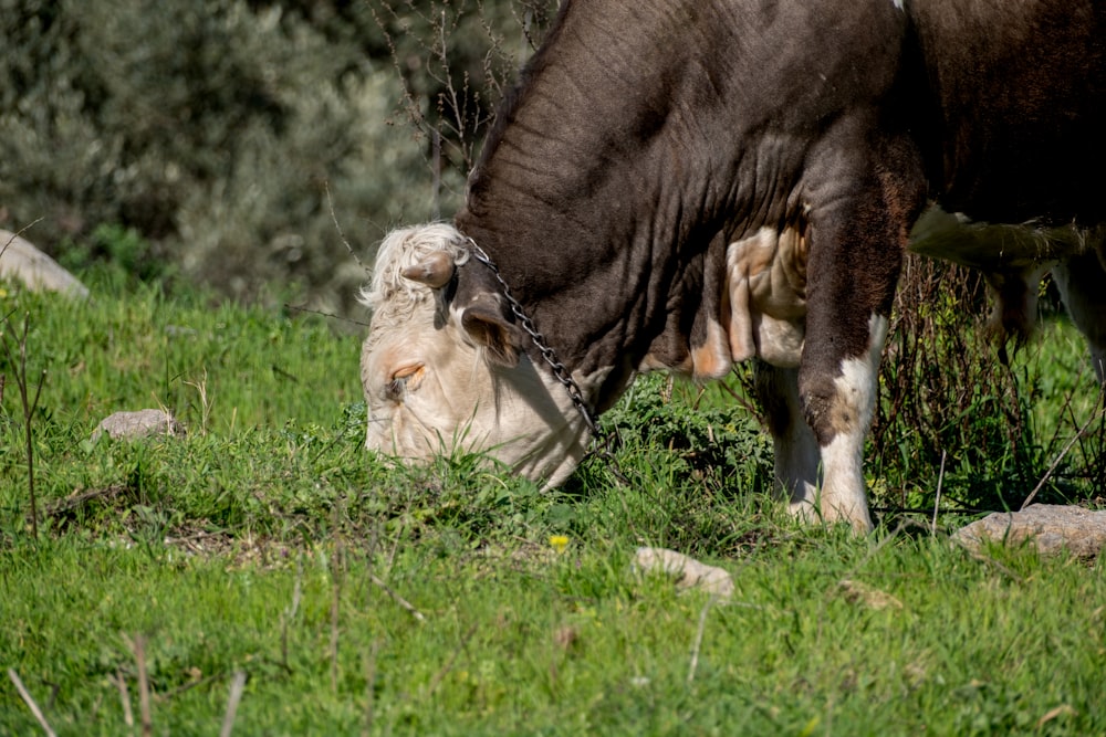 a brown and white cow eating grass in a field