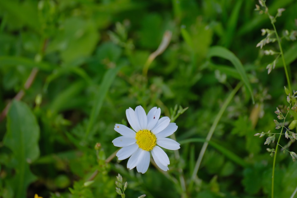 a single white flower with a yellow center