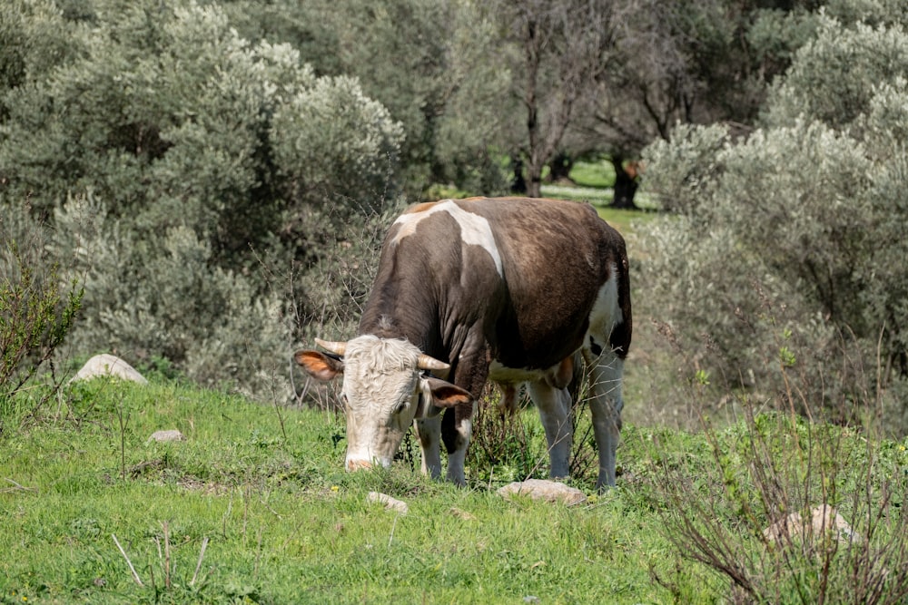 a brown and white cow grazing on a lush green hillside