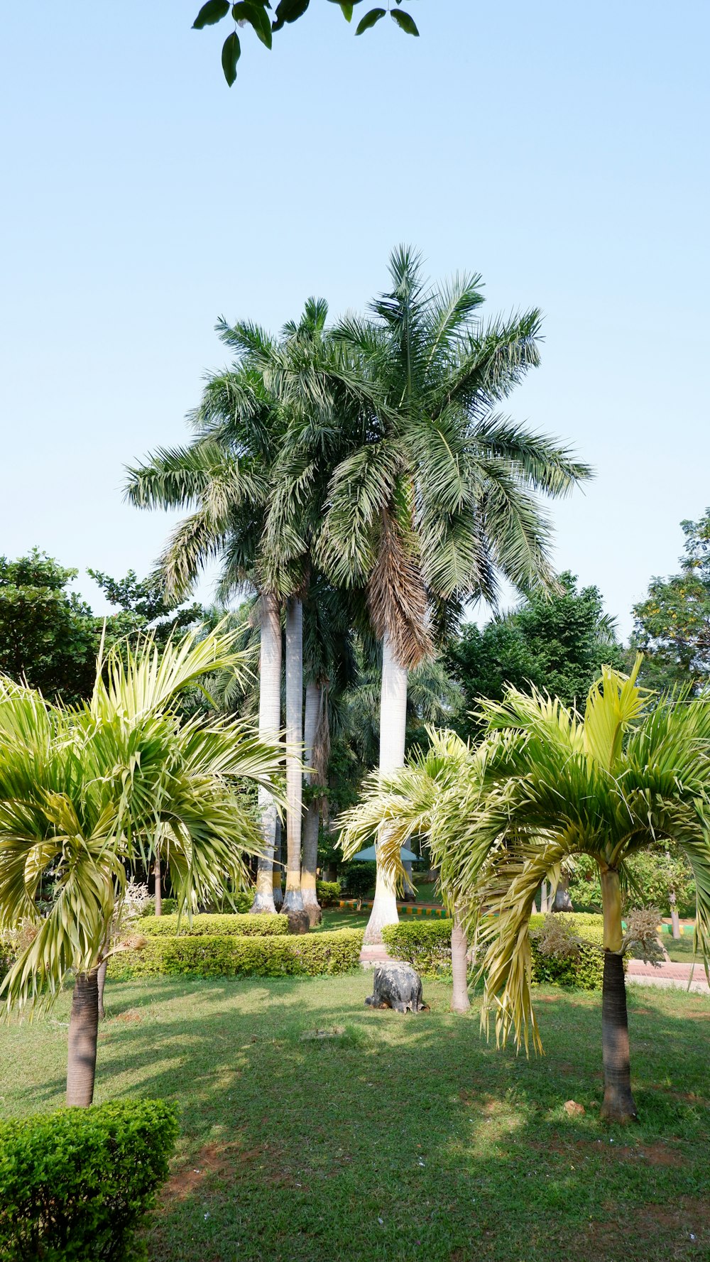 a group of palm trees in a park