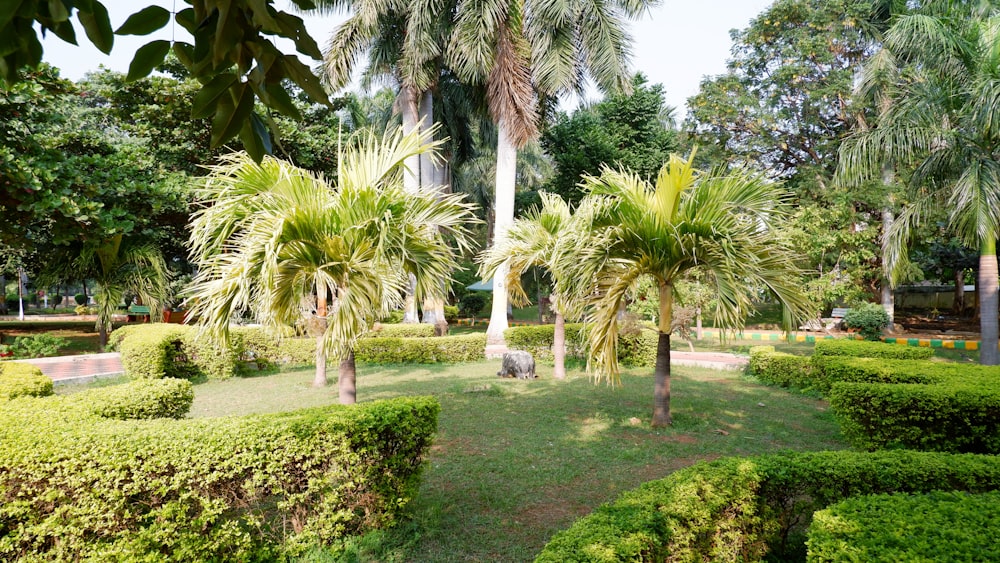 a lush green park filled with lots of trees