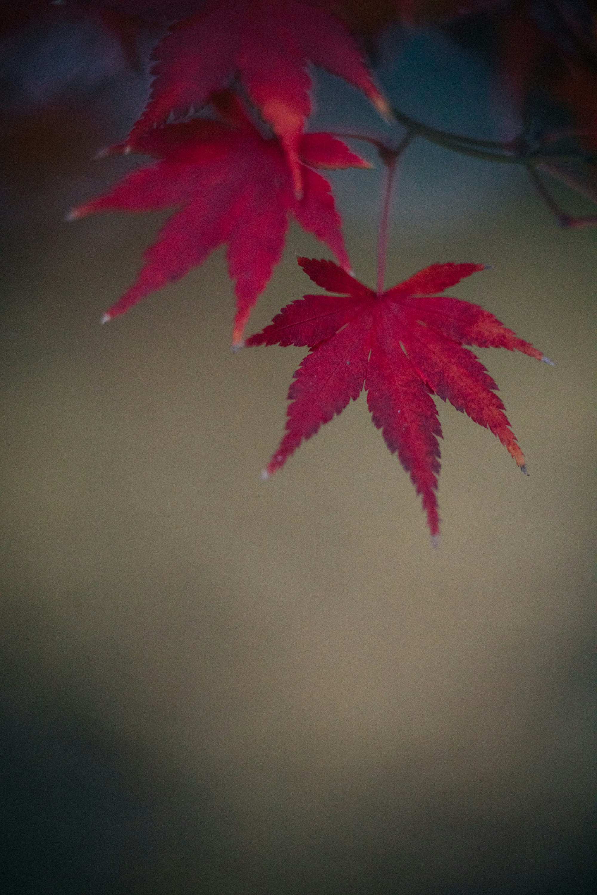 Photo by tsuyoshikozu