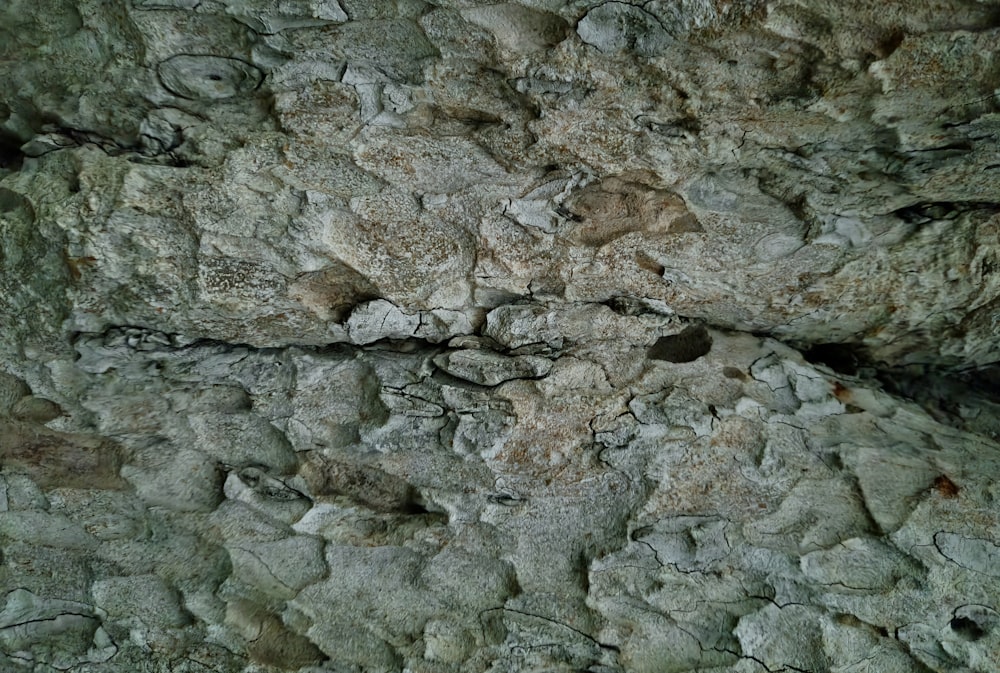 a close up of a rock wall with a bird on it