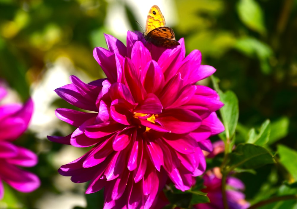 a yellow butterfly sitting on a purple flower