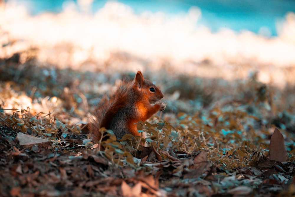 a squirrel is sitting on the ground in the grass