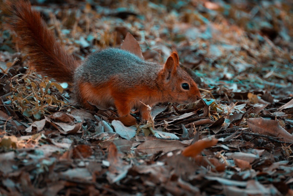 a squirrel is sitting on a pile of leaves