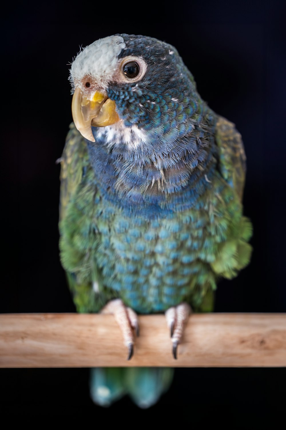 a blue and green bird sitting on a wooden perch