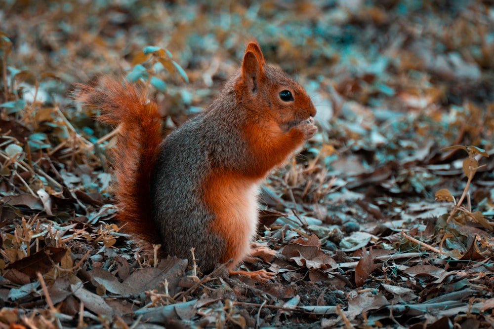 a squirrel is sitting on the ground in the grass