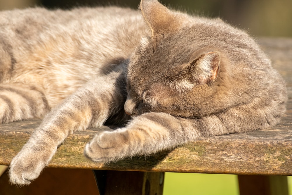 a cat that is laying down on a bench