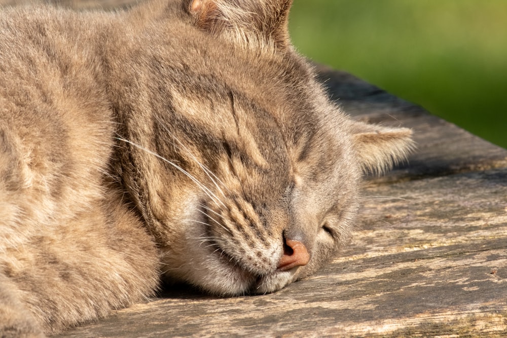 a close up of a cat sleeping on a wooden surface