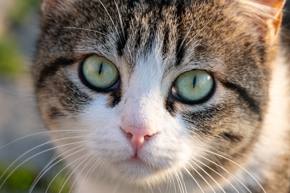 a close up of a cat with green eyes