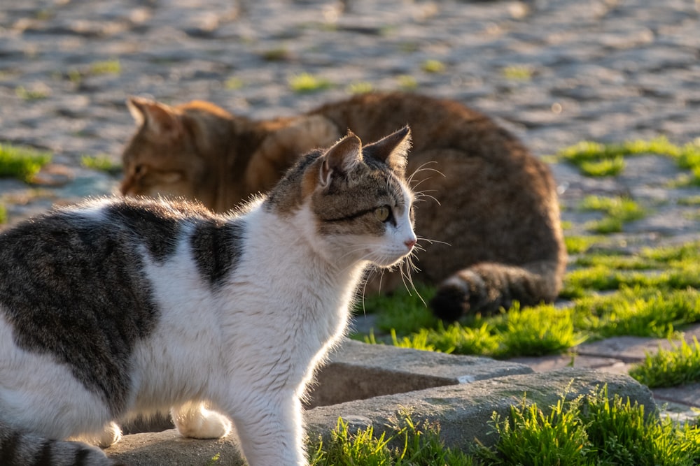 a cat standing on a rock looking at another cat