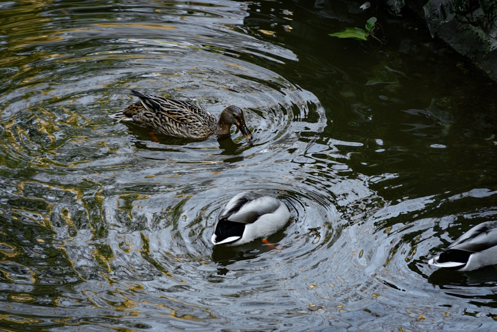 two ducks are swimming in a pond