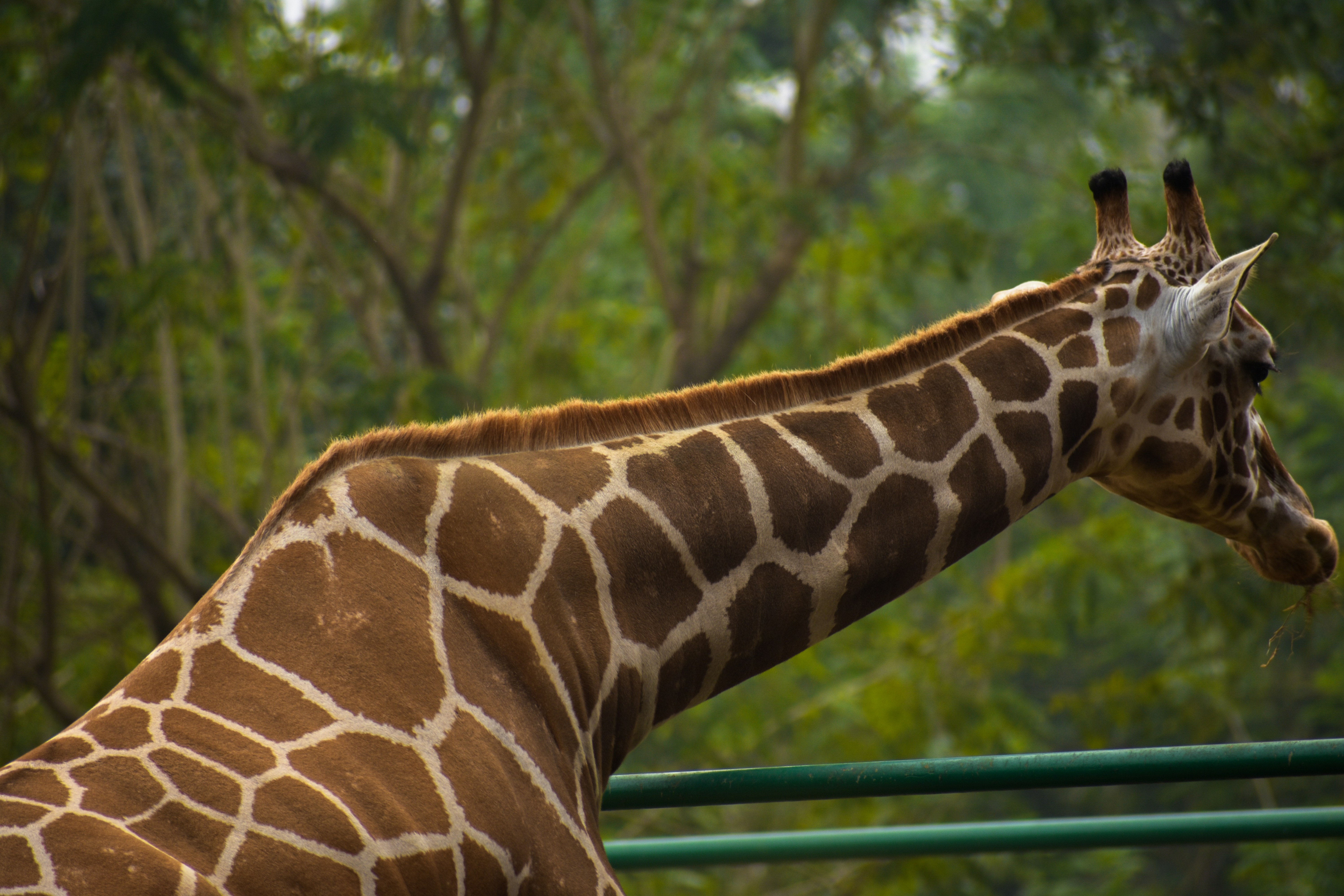 Giraffe Neck Pictures | Download Free Images on Unsplash