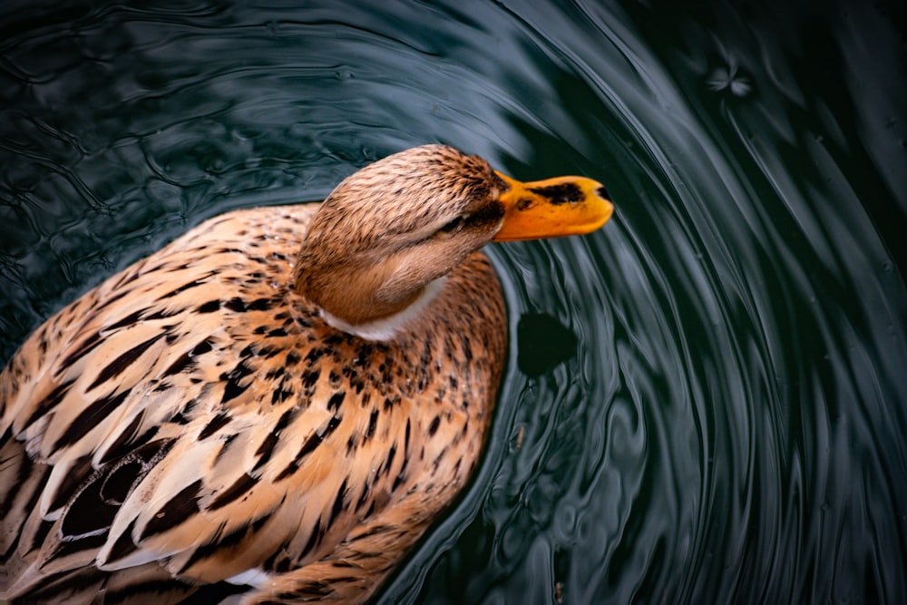 a close up of a duck in a body of water