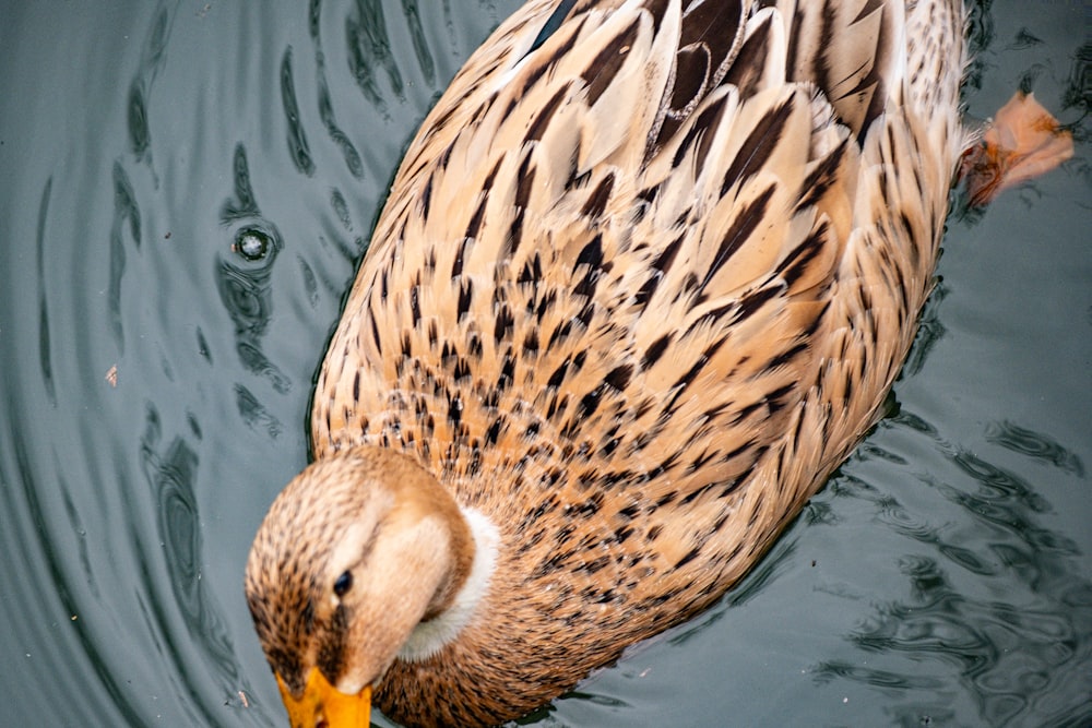 a duck is swimming in the water