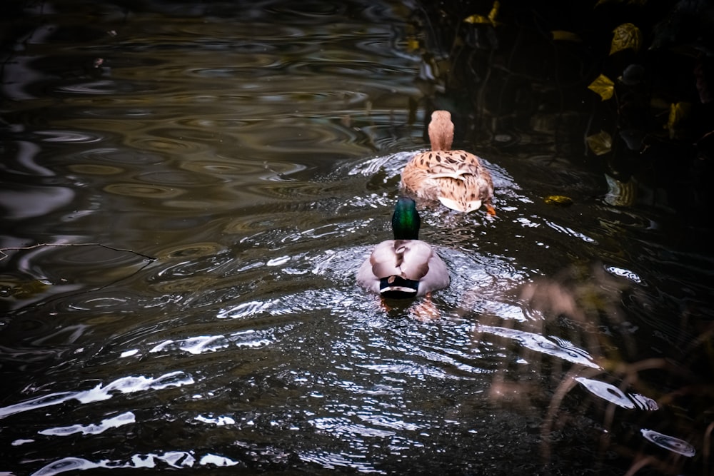 two ducks are swimming in a body of water