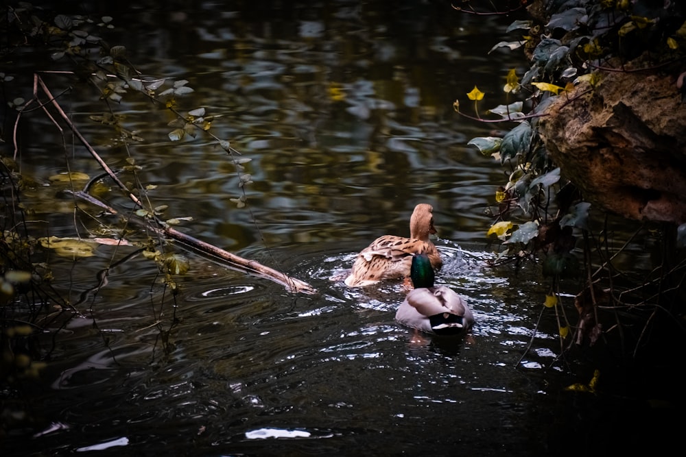 a couple of ducks floating on top of a body of water