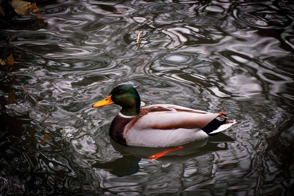 a duck swimming on top of a body of water