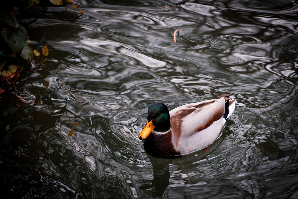 a duck floating on top of a body of water