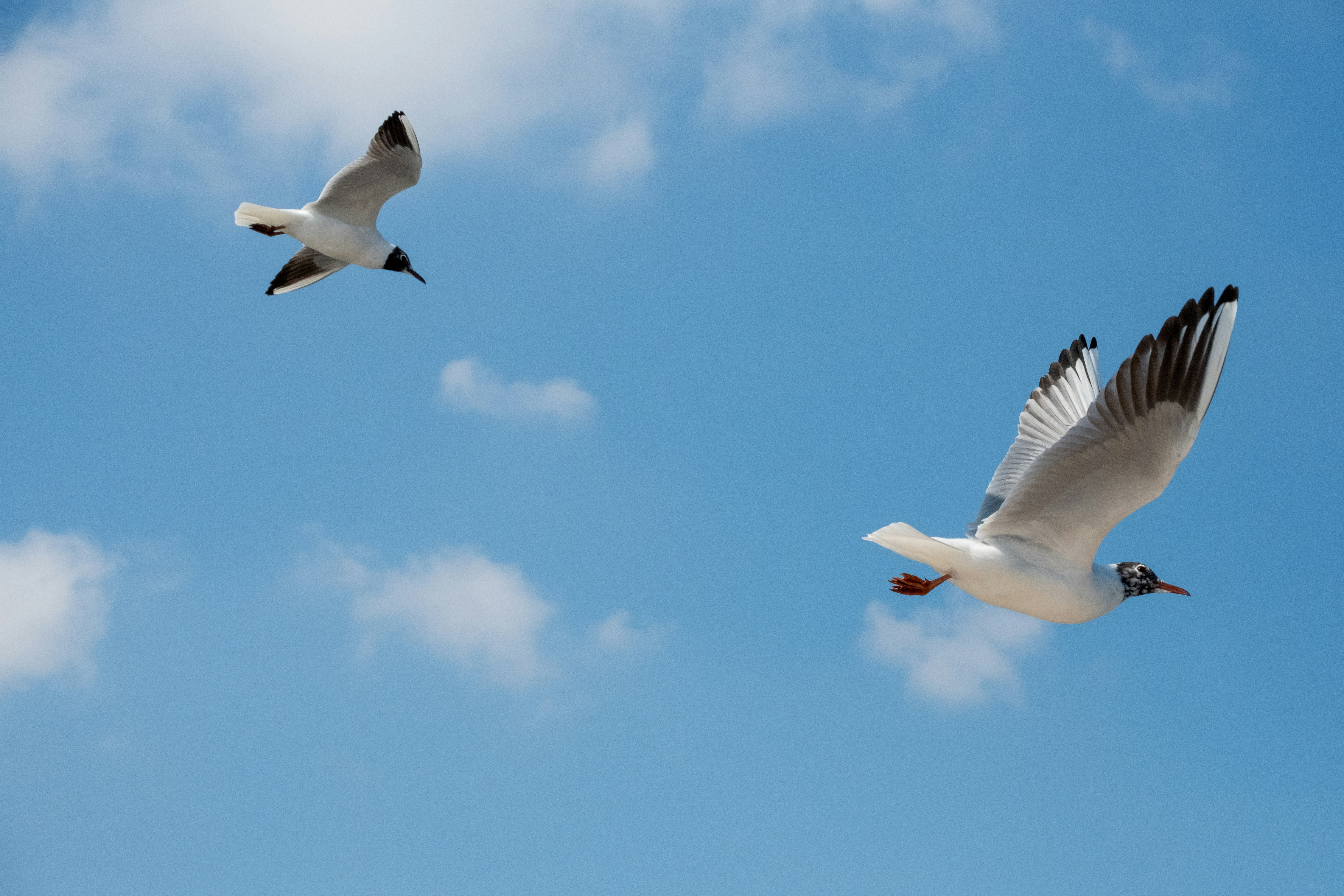sky seagull