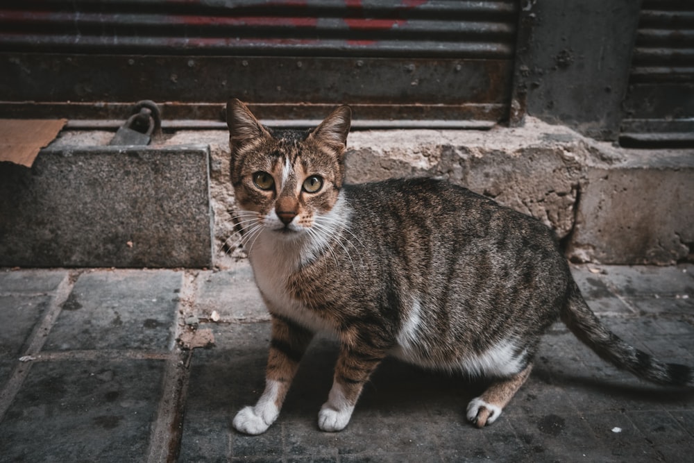 a cat sitting on the ground in front of a door