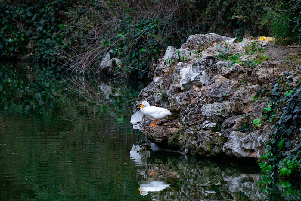a white bird standing on a rock next to a body of water