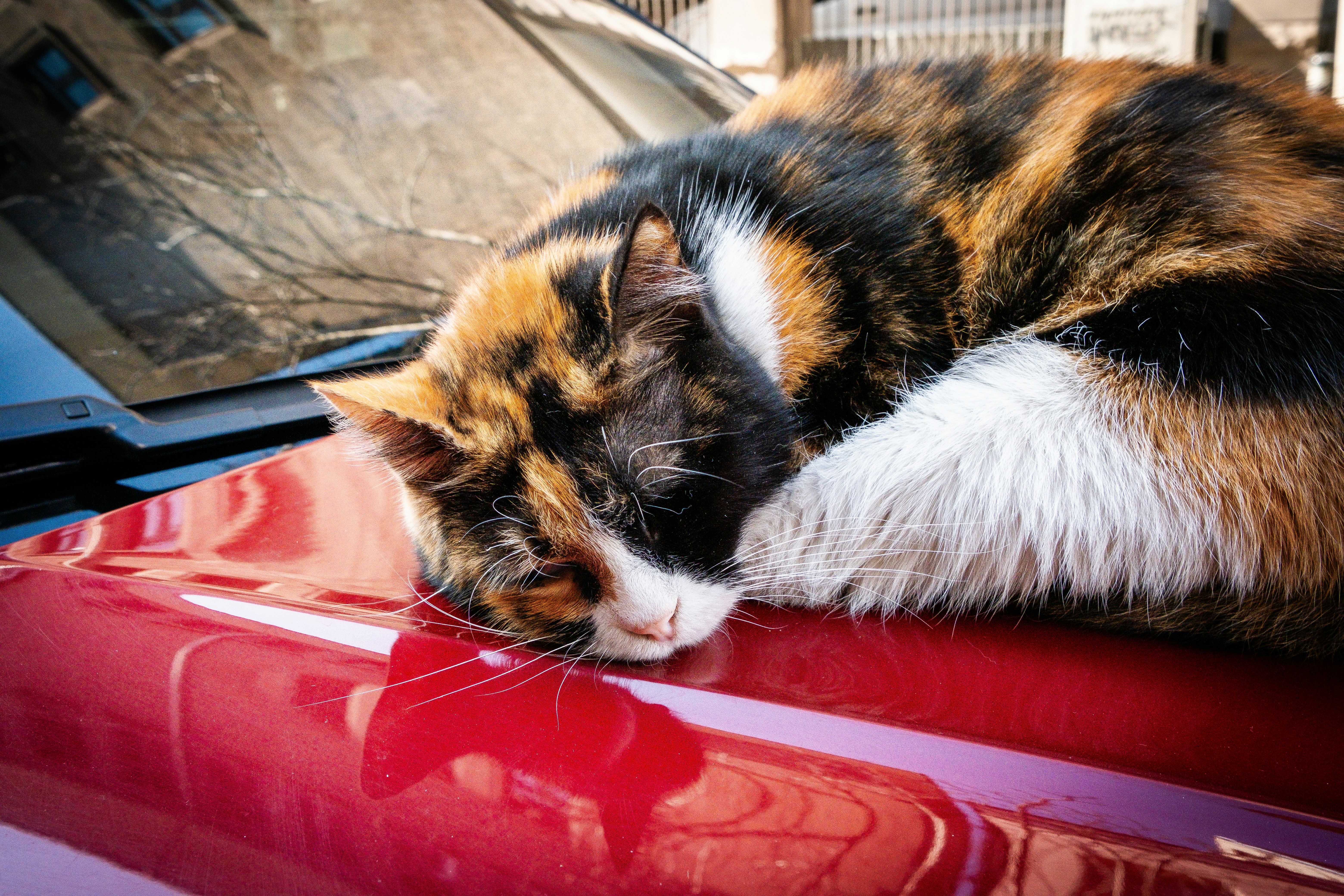 sweet street cats in istanbul