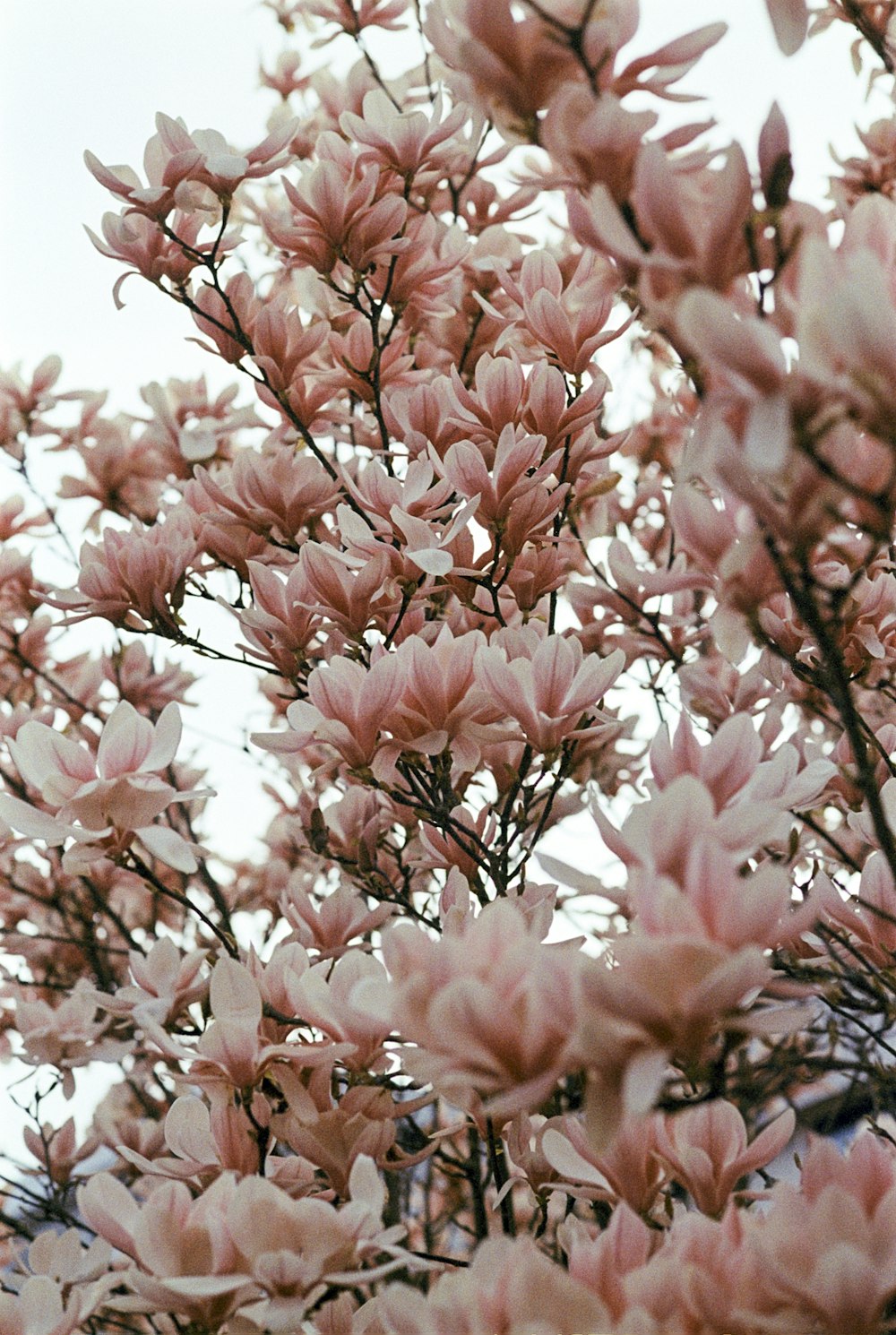 a bunch of pink flowers on a tree