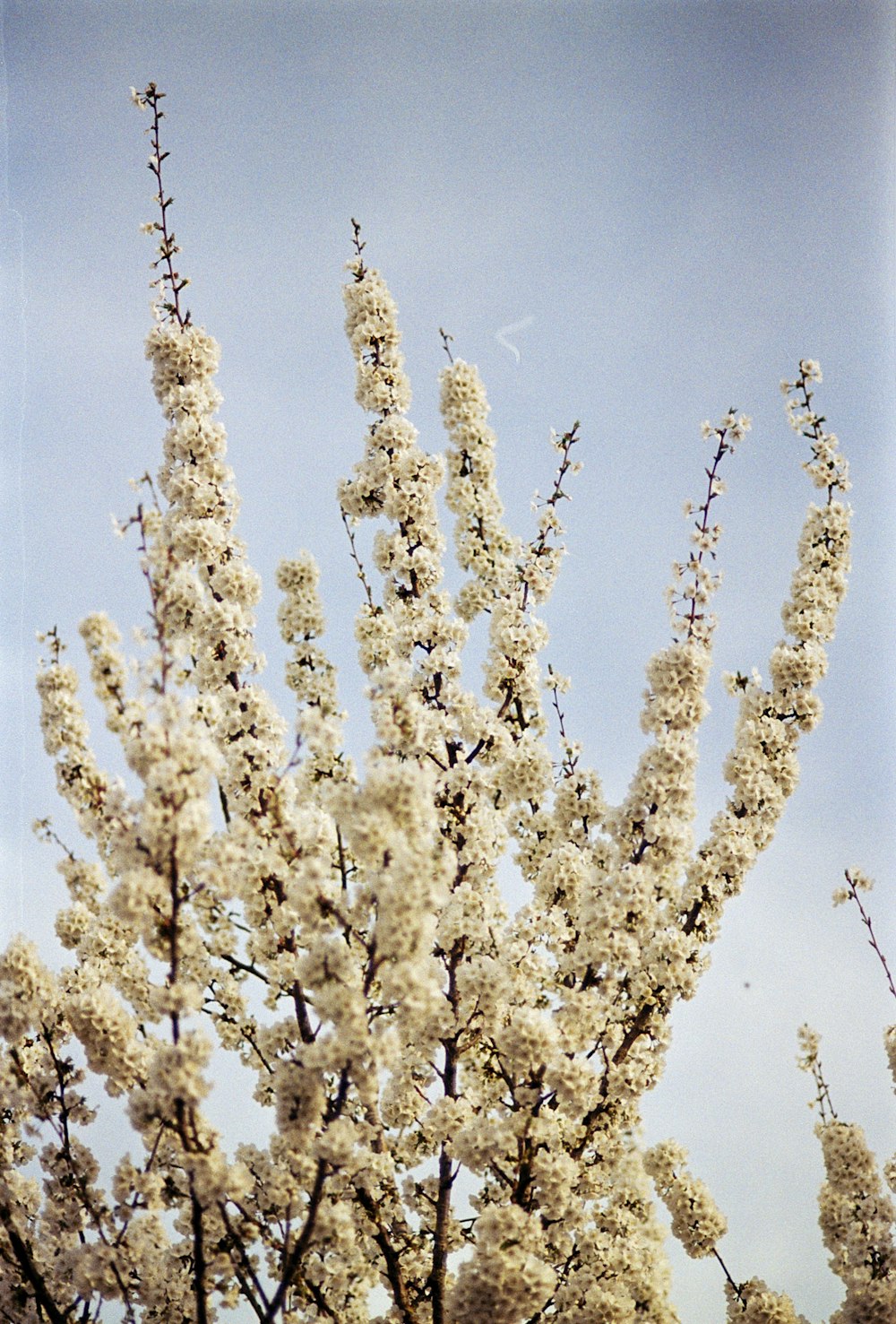 a white tree with lots of white flowers
