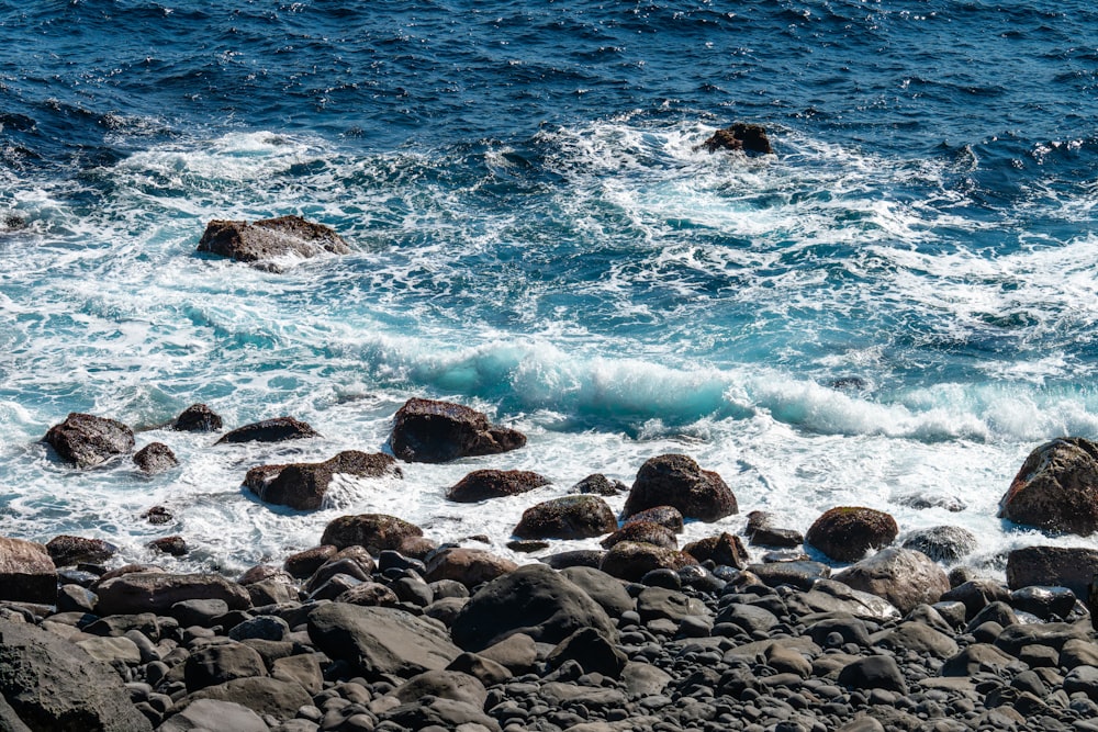 a bird is sitting on a rock near the ocean